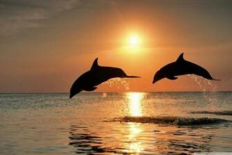 Bottlenose Dolphin Jumping At Sunset Wallpaper