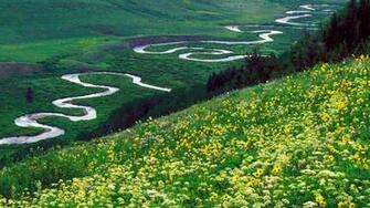 Mountain Slope Of Meadow Parsley Gunnison National Forest Colorado