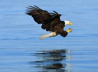 Eagle To Proteus Software Av Lander 3d