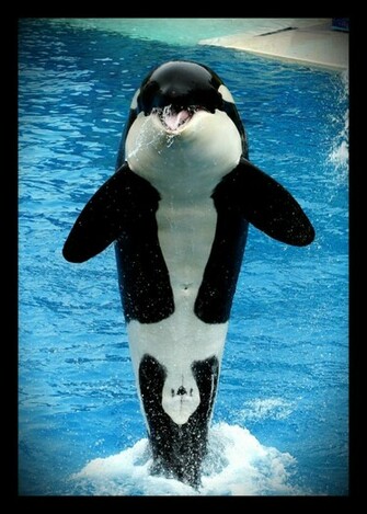 Shamu Jpg