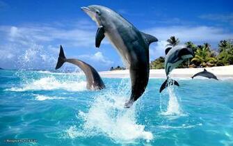 3d Desktop Wallpaper Dolphins In HD