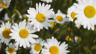 Daisy Desktop Pc And Mac Wallpaper