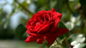 Wallpaper For Desktop Background Rose