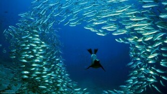 HD Wallpaper Sea Lion