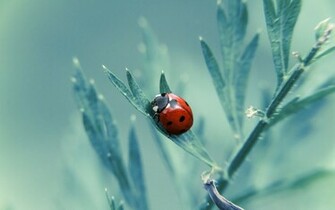 Ladybug Wallpaper By Tyc01101