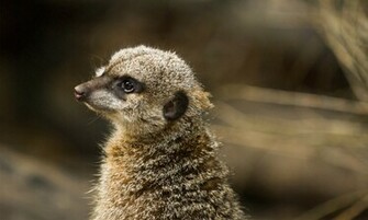Meerkat HD Wallpaper High Definition iPhone