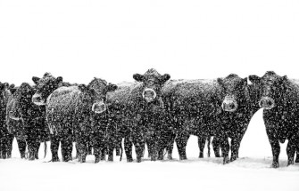 Frosty Faces Black Angus Cows Montana Photograph By Jennie Marie