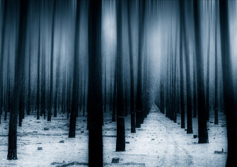 HD Wallpaper Forest Snow Winter 4k 5k 8k Nature Trees