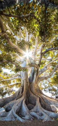Sun Light Passing Through Green Leafed Tree iPhone X Wallpaper