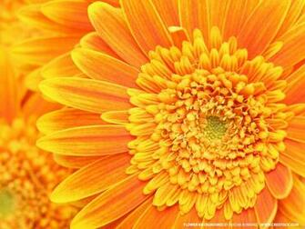 Flowers Wallpaper Orange