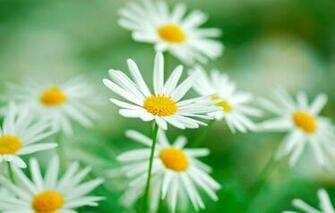 Wallpaper Greens Flower Flowers Background Widescreen