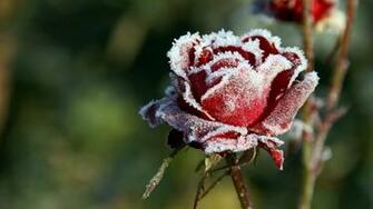Winter Flower HD Desktop Wallpaper 4k