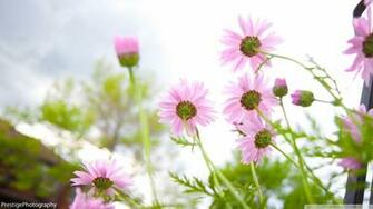 Flowers Desktop Wallpaper HD