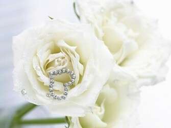 Pure White Roses Photo