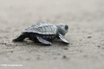 Sea Turtle