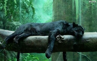 Youwall Black Jaguar Wallpaper