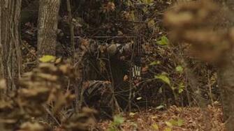 Mathews Archery Hunting Wallpaper Pros Share Their