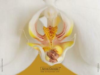 Related Pictures Anne Geddes Baby Photography Wallpaper