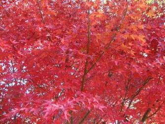 Japanese Maple Wallpaper