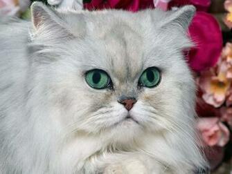 Cute Cat Hq Desktop Wallpaper HD Collections