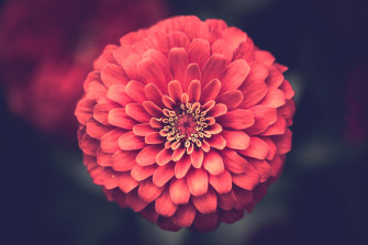 Dahlia 4k Ultra HD Wallpaper