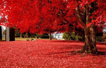 Wallpaper Autumn Leaves Trees Nature Park Foliage Colorful