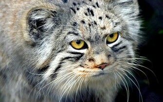Desktop Wallpaper Gallery Animals Exotic Wild Cat