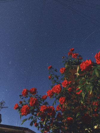 Red Rose Aesthetic Wallpaper On
