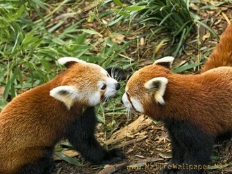 Red Panda Animal Wallpaper Urban Art