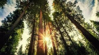 Giant Sequoias In Sequoia National Park 4k Wallpaper