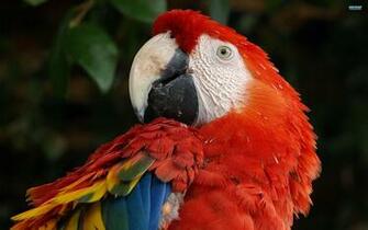 Scarlet Macaw Wallpaper