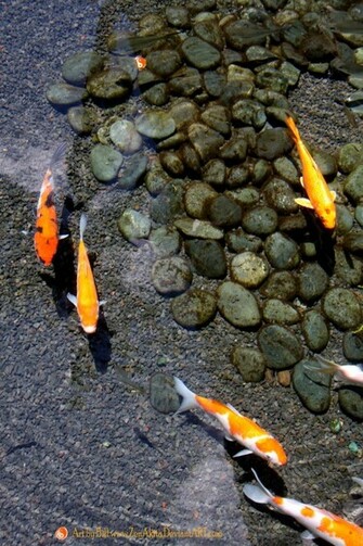 Koi Pond Wallpaper By Zenakita