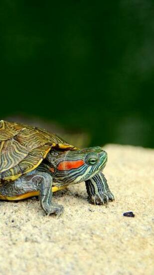 Wallpaper Turtle Shell Legs Head iPhone