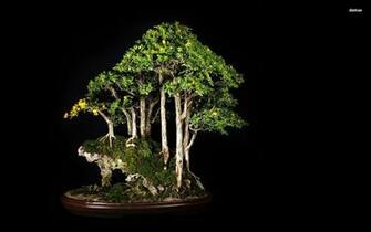 Bonsai Wallpaper