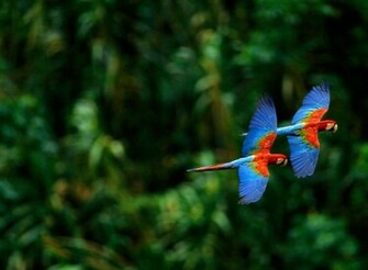 Macaw Parrots Wallpaper
