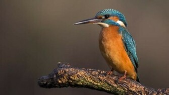Kingfisher Wallpaper Animals HD HDwallpaper Net
