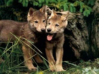 Cute Wolf Pups Wallpaper And Background Of
