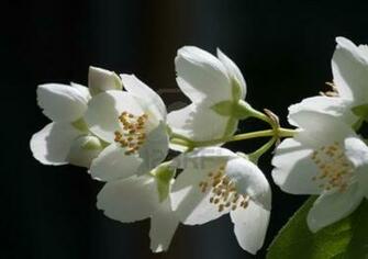 Jasmine Flower Wallpaper HD Share Online