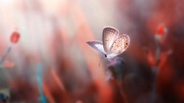 Desktop Wallpaper Butterfly Insect Small Plants HD Image