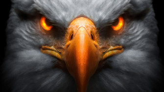 Eagle Red Glowing Eyes Laptop Full HD 1080p 4k Wallpaper Image