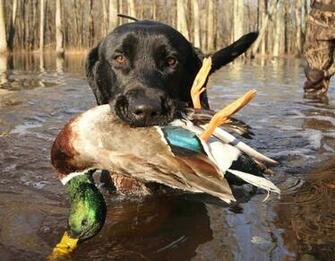 Opening Day Of Duck Season