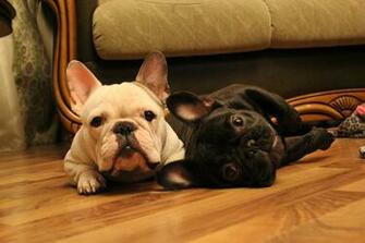 French Bulldog Two Muzzle Wallpaper