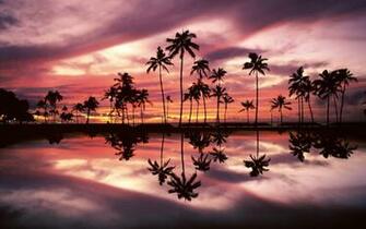 Trees Sunset Wallpaper At Wallpaperbro