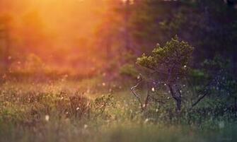 Daily Wallpaper A Morning In Wilderness I Like To Waste My Time