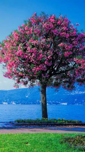 Spring Red Tree Beach Wallpaper iPhone
