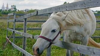 Horses White Horse Wallpaper Animals HD Desktop