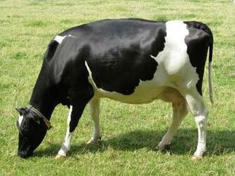 Description Cow Bw Jpg
