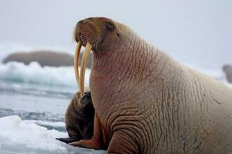 Pk24 Full HD Walrus Pictures Mobile Pc iPhone And More
