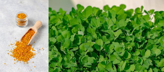Medicinal Plants Wallpaper