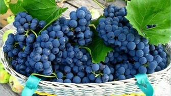 Grapes Wallpaper